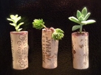 Stylebaggage Succulent Cork Planters